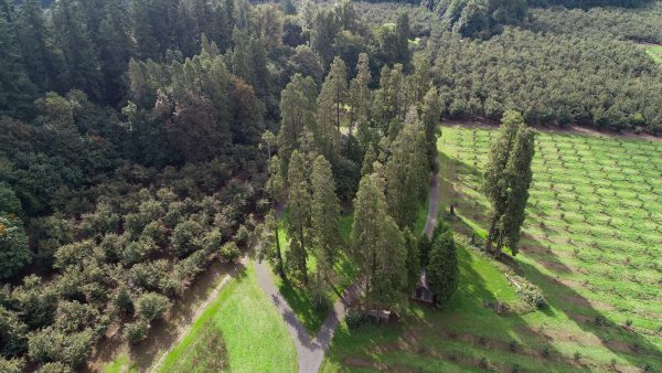Fighting the blight: Dorris Ranch replant initiative nearly complete ...