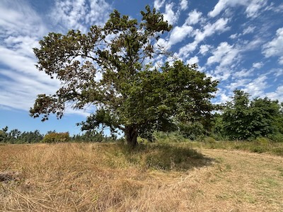 Field Trip: Pre-Fire Mt. Pisgah BioBlitz