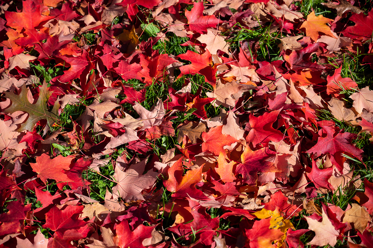 Leaf Pickup Program – Round 2 begins east of 28th Street