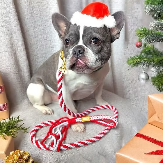 Make your own festive dog lead