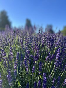 7th Annual Lavender Hill Farm, U-Pick Event! July 10th, 11th and 12th from 10am-4pm!