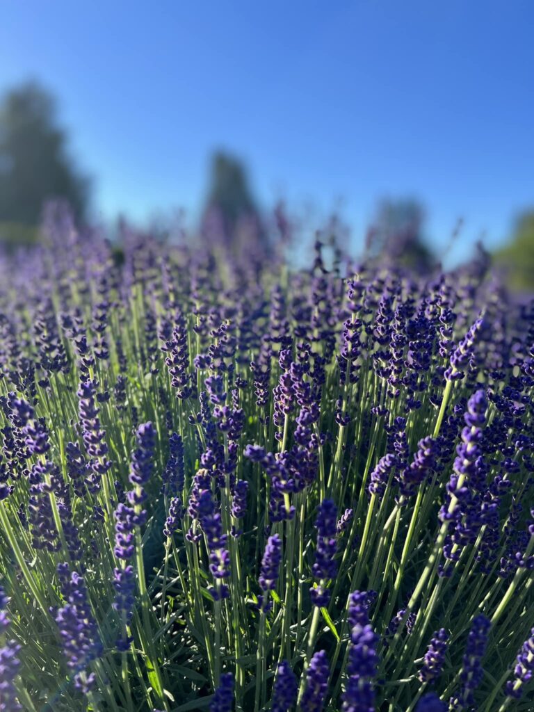 7th Annual Lavender Hill Farm, U-Pick Event! July 10th, 11th and 12th from 10am-4pm!