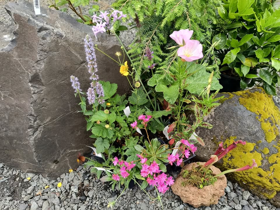 Plant Sale & Open Nursery