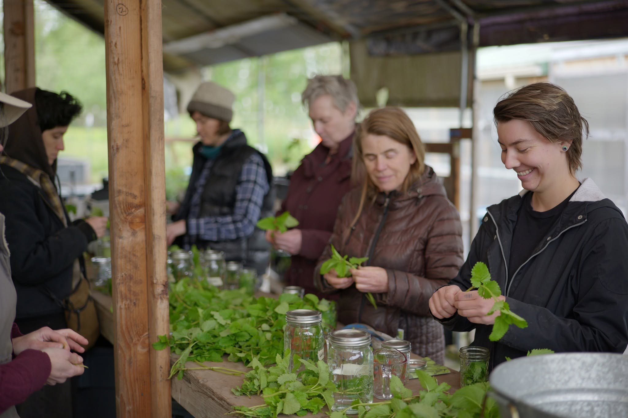 Restorative Wildcrafting Workshop: Saint Johns Wort