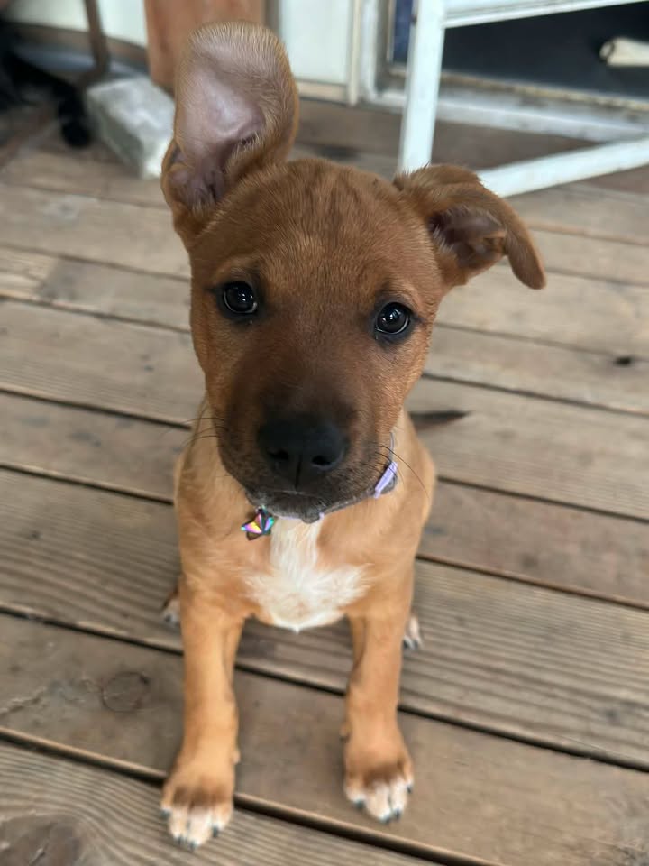 Puppy Yoga 🧘‍♀️