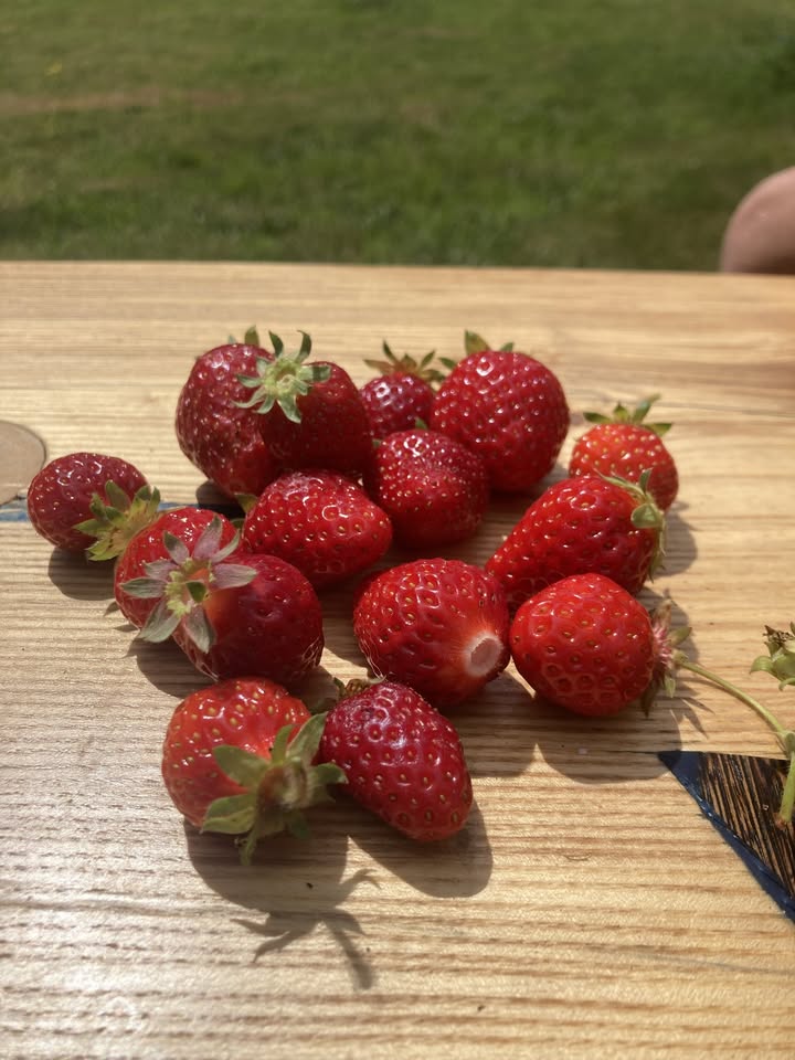 Picnics in the Park